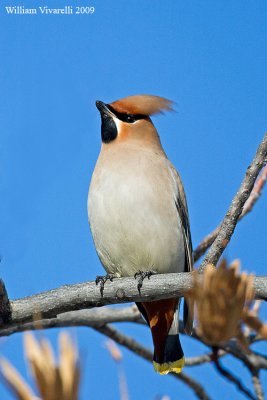 Beccofrusone  (Bombycilla garrulus)  