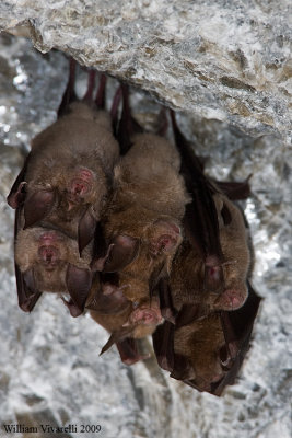 RINOLOFO MAGGIORE (Rhinolophus ferrumequinum)