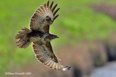 Poiana (Buteo buteo)