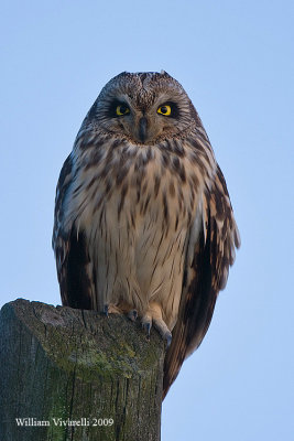 Gufo di palude (Asio flammeus)