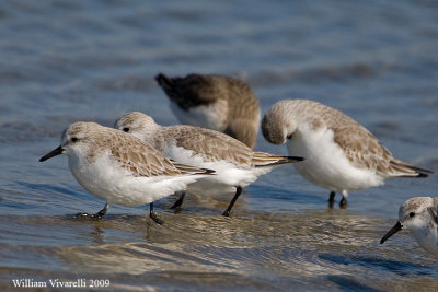 Piovanello tridattilo (Calidris alba)