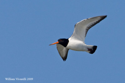 Beccaccia di mare (Haematopus ostralegus)