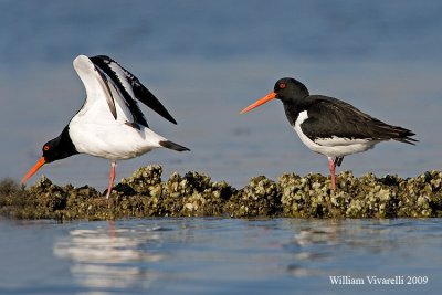 Beccaccia di mare (Haematopus ostralegus)