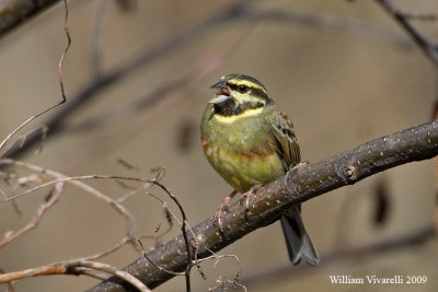 Zigolo nero  (Emberiza cirlus )