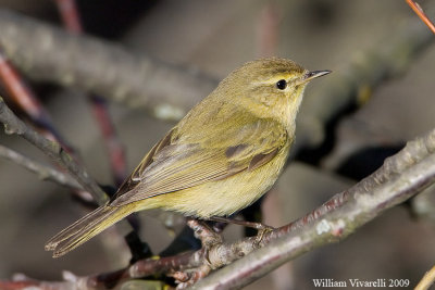 Luì piccolo (Phylloscopus collybita)