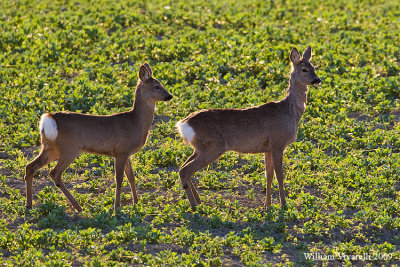 Capriolo (Capreolus capreolus)