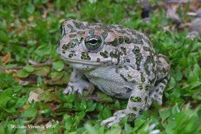 Rospo smeraldino (Bufo virdis)