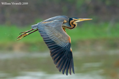 Airone rosso (Ardea purpurea)