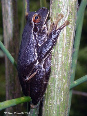 Raganella (Hyla arborea)