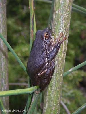 Raganella (Hyla arborea)