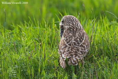 Gufo di palude  (Asio flammeus)