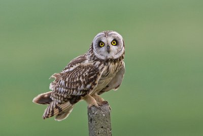 Gufo di palude  (Asio flammeus)