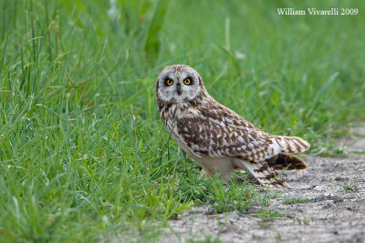 Gufo di palude  (Asio flammeus)