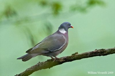 Colombaccio (Columba palumbus)