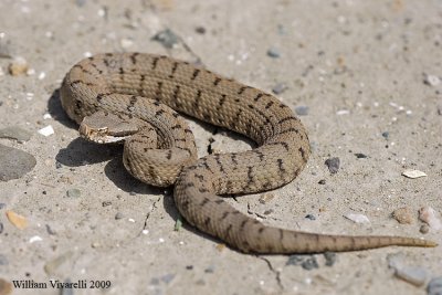 Vipera (Vipera aspis)