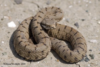 Vipera (Vipera aspis)