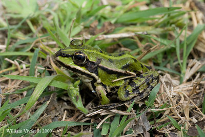 Rana verde (Rana sp.)