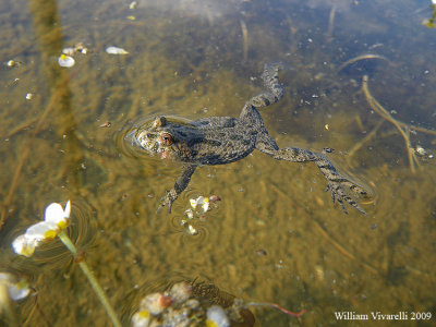 Ululone (Bombina bombina)