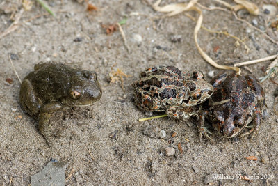 Pelobate fosco (Pelobates fuscus)