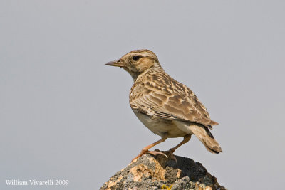 Tottavilla (Lullula arborea)  