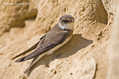 Topino (Riparia riparia)