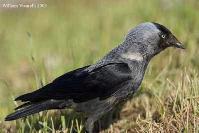 Taccola (Corvus monedula)