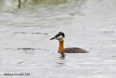 Svasso collorsso (Podiceps grisegena)  