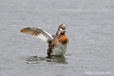 Svasso collorsso (Podiceps grisegena)  