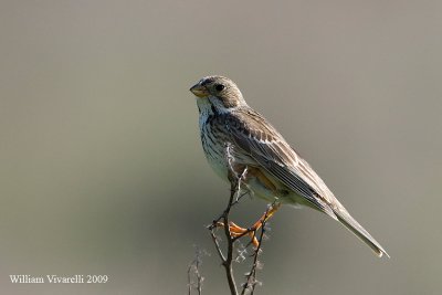 Strillozzo  (Emberiza calandra)