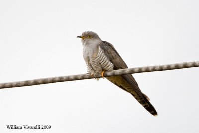 Cuculo (Cuculus canorus)