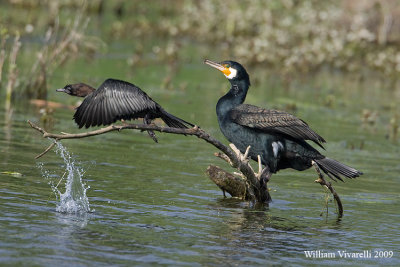 Marangone minore (Phalacrocorax pygmeus) Cormorano ( Phalacrocorax carbo) 