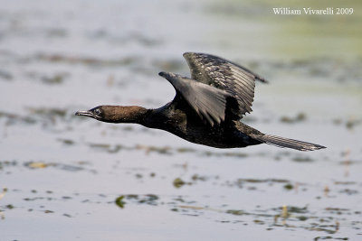 Marangone minore (Phalacrocorax pygmeus)