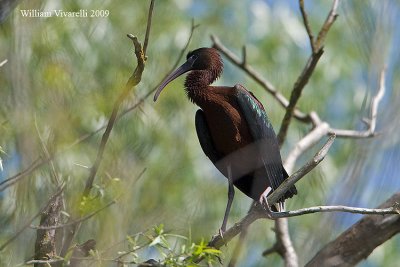 Mignattaio (Plegadis falcinellus)