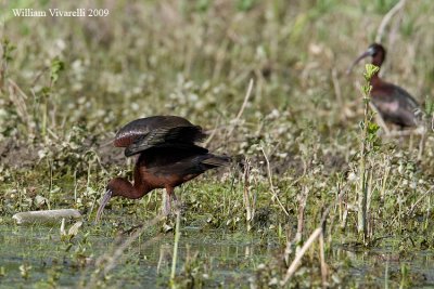 Mignattaio (Plegadis falcinellus)