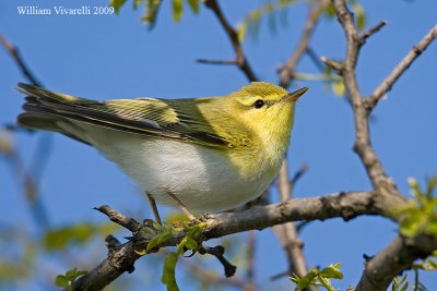 Lu verde (Phylloscopus sibilatrix)  