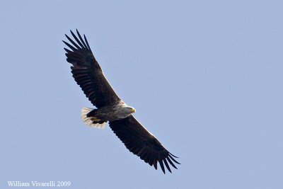 Aquila di mare (Haliaeetus albicilla)