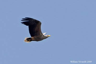 Aquila di mare (Haliaeetus albicilla)