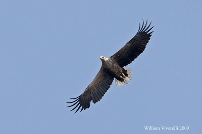 Aquila di mare (Haliaeetus albicilla)