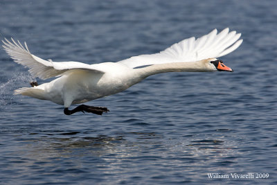 Cigno reale (Cygnus olor)  