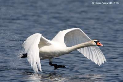 Cigno reale (Cygnus olor)