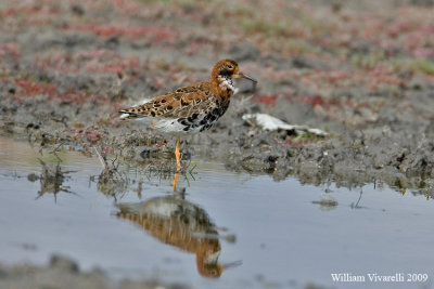 Combattente (Philomachus pugnax)