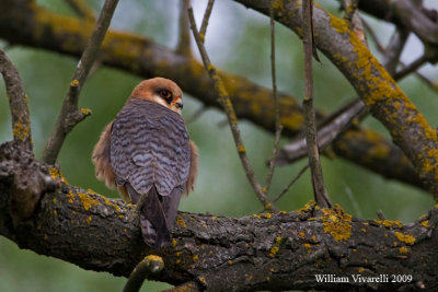 Falco cuculo (Falco vespertinus)