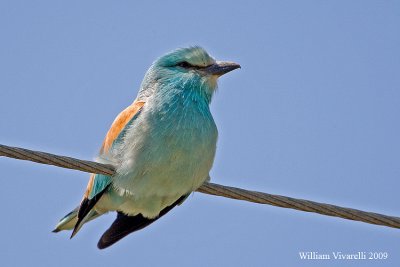 Ghiandaia marina  (Coracias garrulus)  