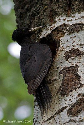 Picchio nero (Dryocopus martius) 