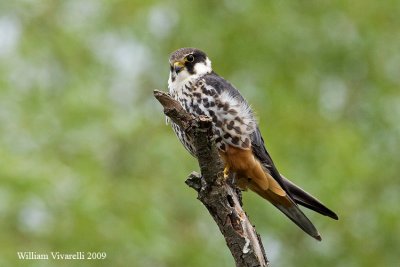 Lodolaio (Falco subuteo)