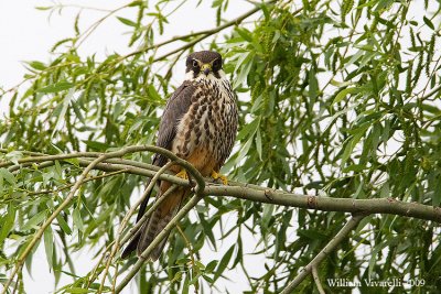 Lodolaio (Falco subuteo)