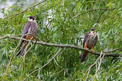 Lodolaio (Falco subuteo)