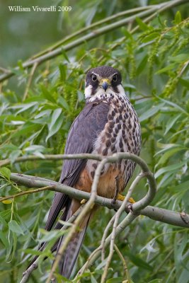 Lodolaio (Falco subuteo)