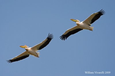 Pellicano comune (Pelecanus onocrotalus)