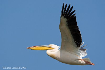 Pellicano comune (Pelecanus onocrotalus)